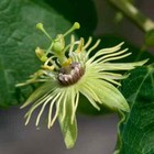 Yellow Passion Flower Vine Fragrant Passiflora Rooted STARTER Plant