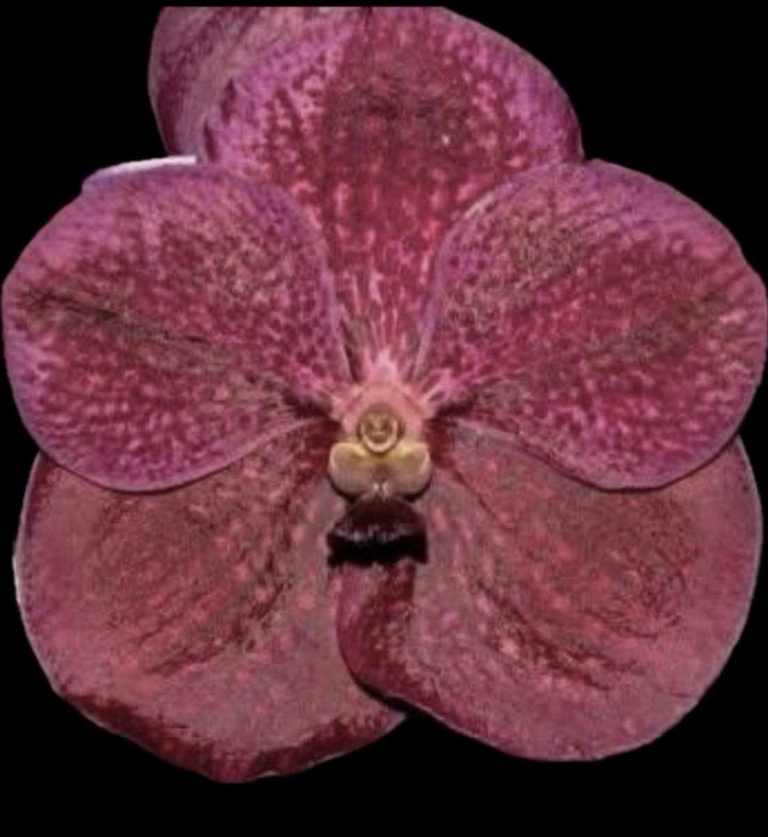 FRED-DAMAさまご確認用！① Vanda Fred's Choice 4” Basket Orchid Plant | eBay