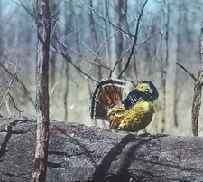 Partridge or Ruffed Grouse, Drumming, c1940 Magic Lantern Glass Slide
