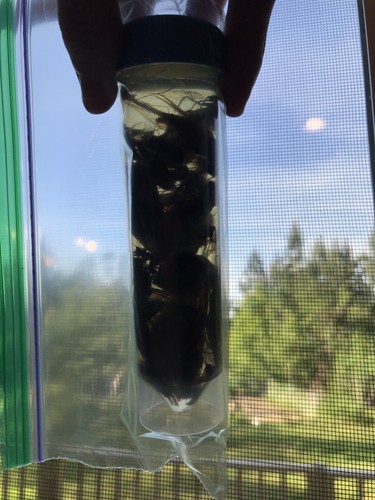 35 Dead Bugs Entomology Class Insect Bug Collection Identified USA ...