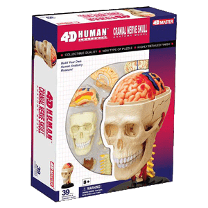 Cranial-Nerve-Skull-4D-Model