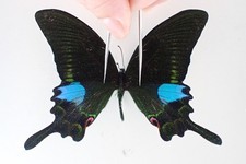 PA20515. Unmounted butterflies: Papilio paris. North Vietnam. New area!!!!!!!!!