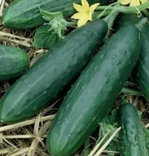 Cucumbers - Spacemaster Bush (Slicer Cucumber)