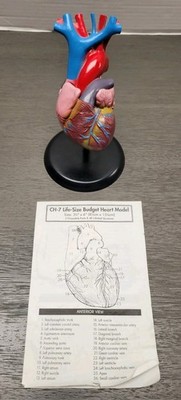 RARE Human Heart Model (Home Science Tools CM-HUHEART)  Life Like Doctors Office