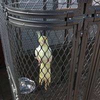 Large Walk-in Bird Cage Aviary for Parrot Macaw Finch Outdoor Metal Enclosure 5