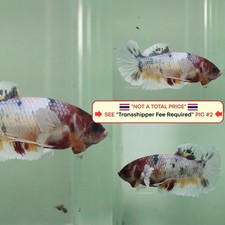 Live Betta Fish Thailand -- Candy Copper Dumbo HMPK Female