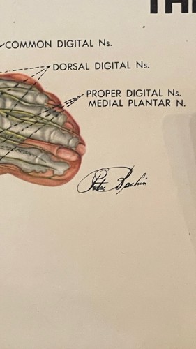 4 Antique Anatomy Posters 1947 /9 Peter Bachin Anatomical Charts 20x26 Oddities - Picture 19 of 19