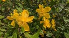 Foto 4 di 5