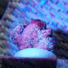 Foto 5 di 6