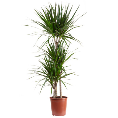 kaktus pflanzen Kaktus Cereus Künstlich - Künstliche Pflanzen main image 1