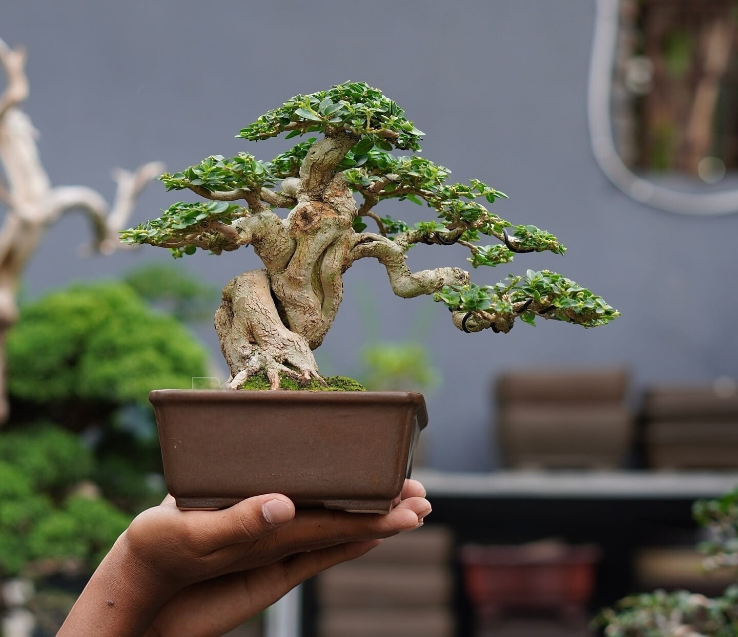 Actual plant Bonsai Premna Microphylla old bonsai tree
