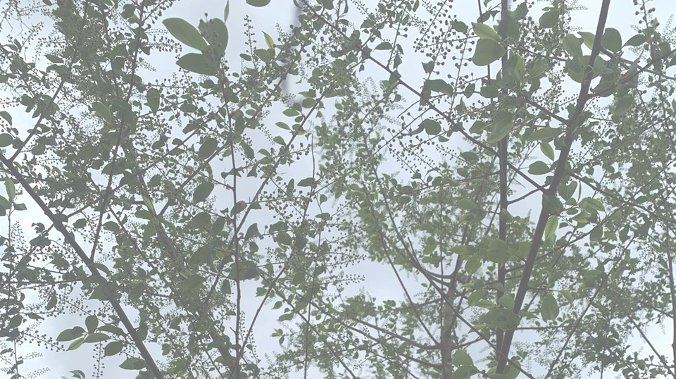 10 Live Black Cherry Tree Cuttings 10” + Edible New Young Ends Prunus Serotina - Image 4 of 4