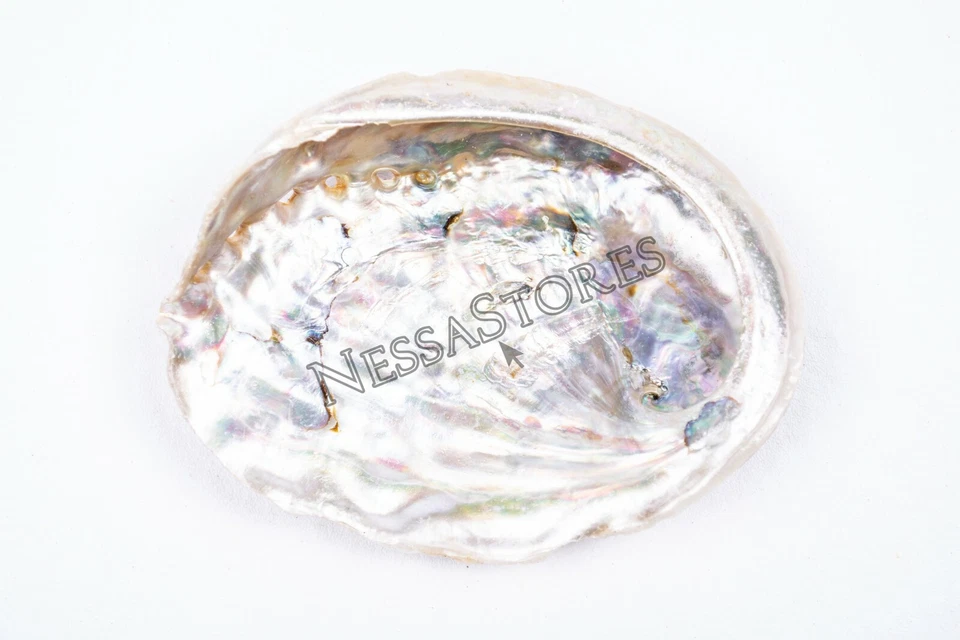 Midae Abalone Sea Shell One Side Polished Beach Craft 3" - 4" (12 pcs) #JC-154 - Image 4 of 4