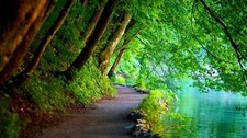 Landscape nature trees path Custom Gaming Mat Desk