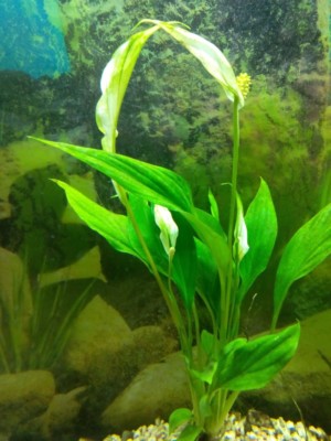 Spathiphyllum Wallisii Batch 2 Plants Plant A Root Aquarium Heavy Duty  Cichlids | eBay