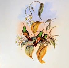 Gould FAWN-BREASTED AMAZILI Hummingbirds Vintage Bird Art Print Bookplate 309