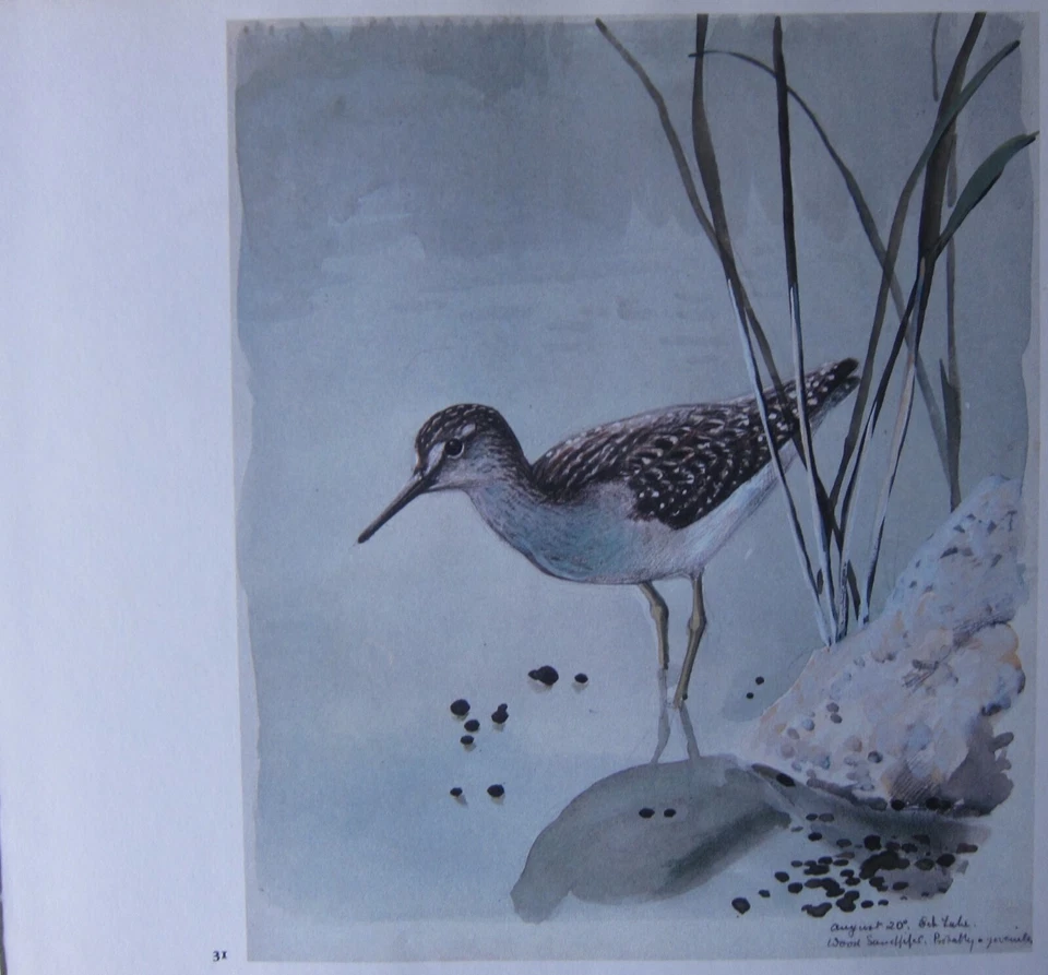Magnifique Tunnicliffe Oiseau Impression ~ Bécasseau De Bois - Photo 1/1