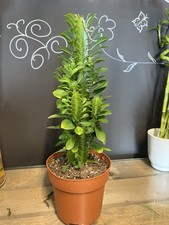Euphorbia Trigonata African Milk Tree Succulent 45cm Tall In 17cm Pot Plant Rare