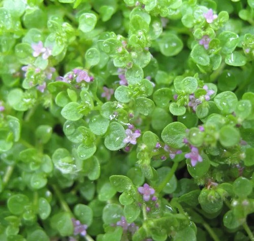 Herb plants, garden ready, 9cm pots lots of choice - Picture 159 of 298