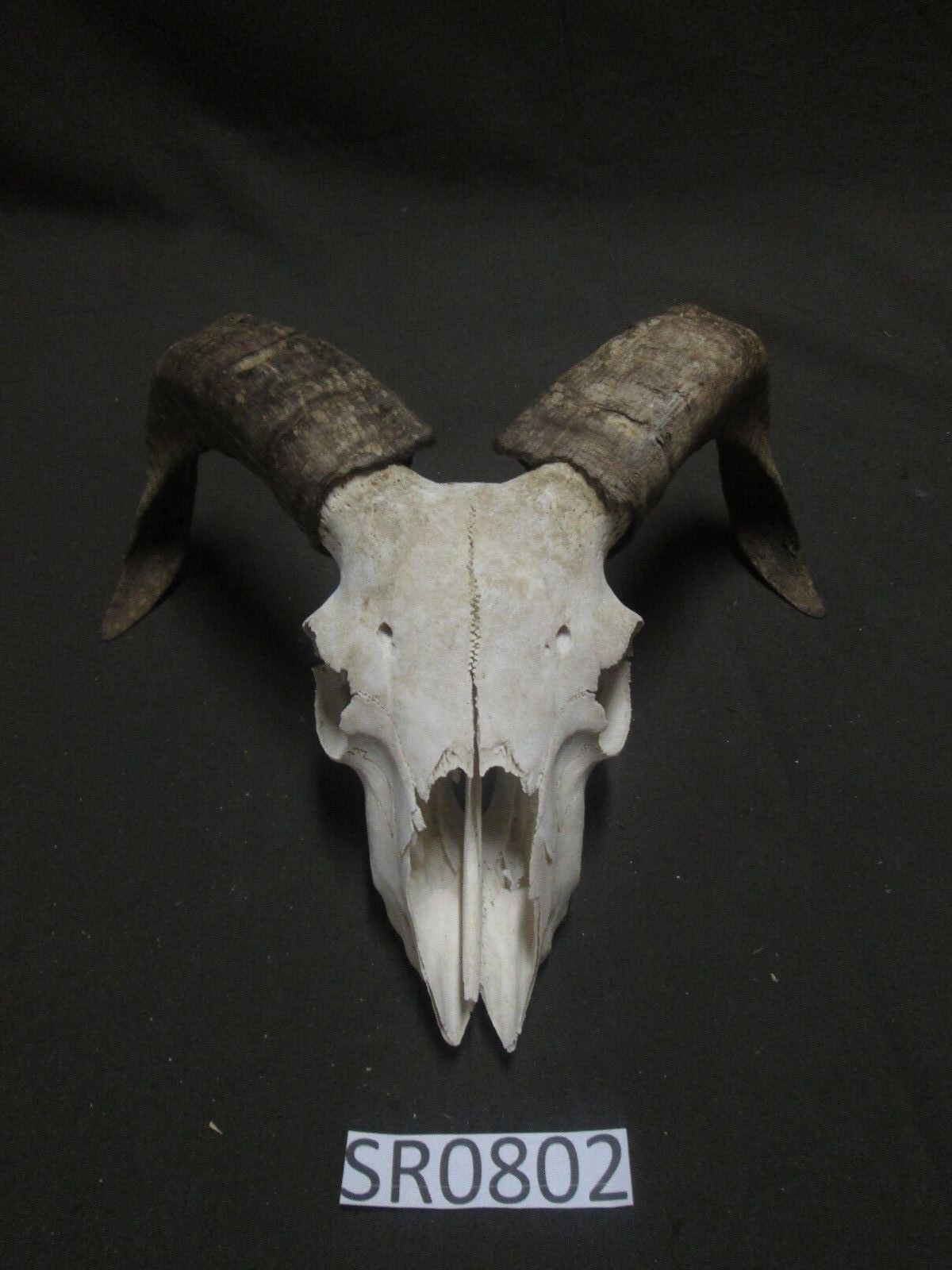 ram skull decorative for wall Milwaukee Mall SR0802 mount Free Shipping Cheap Bargain Gift