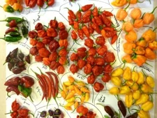 PEPPER SEED PACK "SPICY GIFT" 9 VARIETY  NonGmo  Very Hot to Mild Seeds - BUYUSA