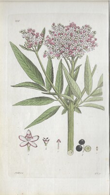 Sambucus Zwerg-Holunder Blüte Svensk Botanik Palmstruch kol. Kupferstich 1805
