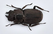 Lucanidae, Gnaphaloryx opacus, femmina, Bali, A1, 20 mm, #LM248
