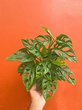 MONSTERA ADANSONII in 6 inch Pot | Swiss Cheese Plant