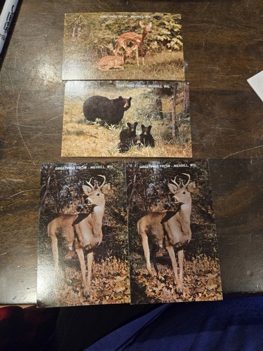  Wildlife Vintage Postcard Lot of 4 From Merrill, Wisconsin 1950s-60s NOS - Bild 1 von 7