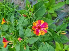 30 semi di Fiore Bella di notte (Mirabilis Jalapa) Gialla Viola