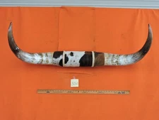 MOUNTED STEER BULL  HORNS 3' 8" tip to tip #332  BULL HORN LONGHORN 15 1/2" Base
