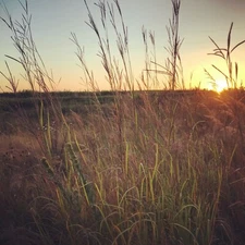 Big Bluestem Native Grass Seed - 1/4 Acre Bag - Deer and Upland Bird Cover