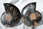 Large Black Ammonite Pair Deep Crystals 110myo Dino age Fossil 135mm 5.3" 9599ee — photo 9
