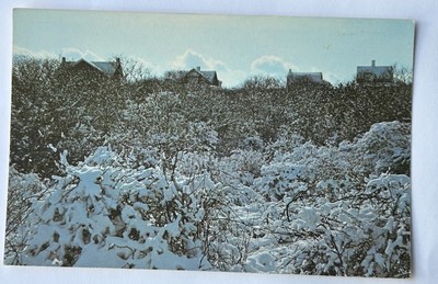 Blues Sentinels On Winters Day   Nantucket Mass. Postcard Eda Schanzer Unposted