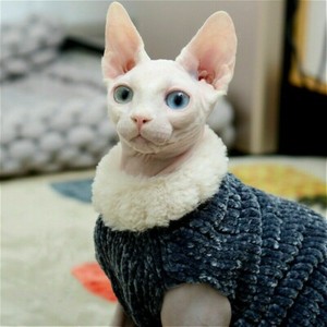 sphynx with sweater