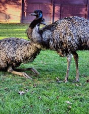 FRESH FERTILE EMU EGGS AVAILABLE FROM MATED UNRELATED STANDARD PAIR