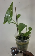 Raphidophora Pertusa 2 Vines Free Shipping Fast Easy Climber USA Home Grown