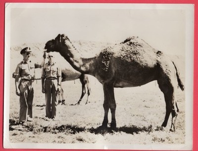 1942 US Soldiers Admiring Camels in Australia Original News Photo