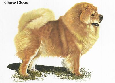 Chow Chow - CUSTOM MATTED - 1976 Vintage Dog Art Print - Cozzaglio