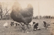 Ground Level Portrait Mama Hen Baby Chicks Farmyard Candid Cute Adorable Scene
