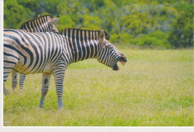 Postkarte Nahaufnahme Studie eines Zebras meine Ref QR