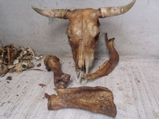 Bull Cow  skull,  very good skull & jaw,large bones, ornaments, Macarbre,  rare