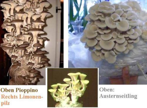 Bunte Pflanzen wachsen ohne Licht ! Zimmer-Pilzsortiment / tolle Zimmerpflanzen - Bild 1 von 1