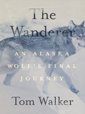 The Wanderer: An Alaska Wolf s Final Journey