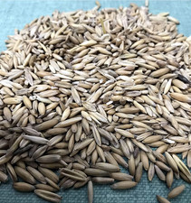CAT GRASS Oat Seeds - 500 Seeds -Grow Your Own Pets Garden