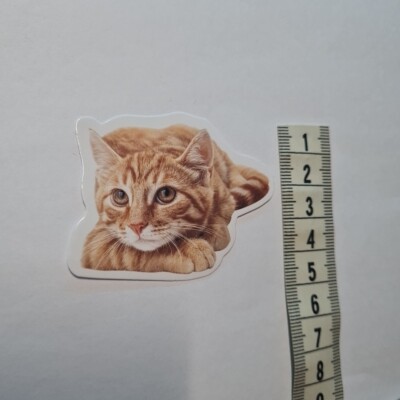 Cat Meme Funny Cute Derp Silly Glanz Sticker Aufkleber Sammeln Geschenk Neu