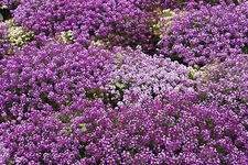 675 SEEDS - alyssum, ROYAL CARPET PURPLE annual flower, GroCo BUY 15-SHIPS FREE