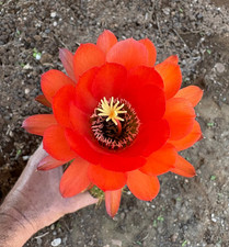 T.CEREUS HUASCHA - CACTUS - PIANTA DA GIARDINO - ALTEZZA 22 CM