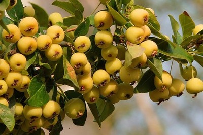 Holzapfel gelb Apfelbaum Stecklinge Boskoop winterharte Pflanzen für den Garten