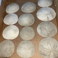 Lot of 12 Sand Dollar Sea Shells Monterey Bay Calif 1970 S  Not Cleaned